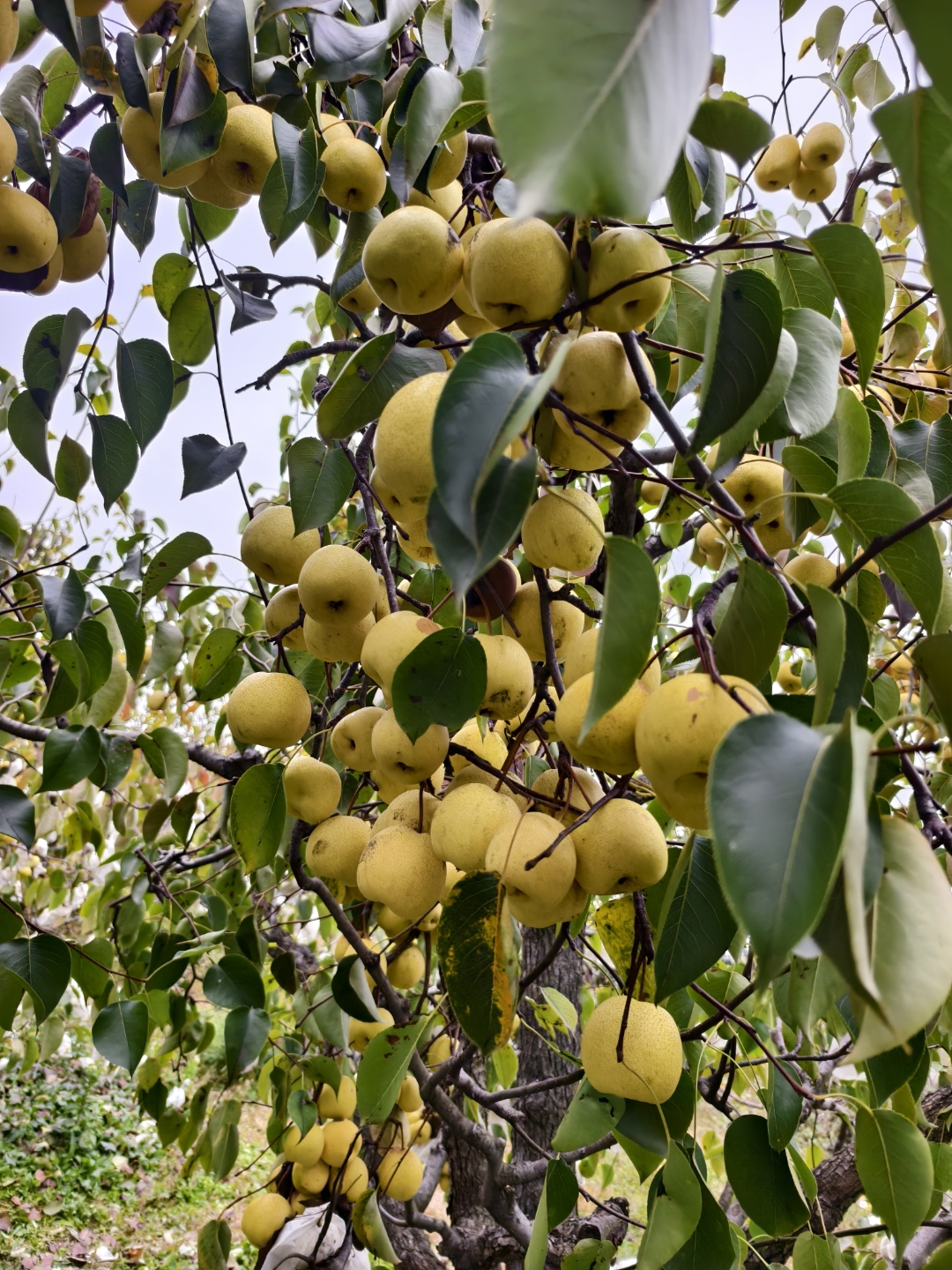 我们来开车来到灵宝寺河山摘梨了,梨又酥又甜无渣,而且汁水超多!