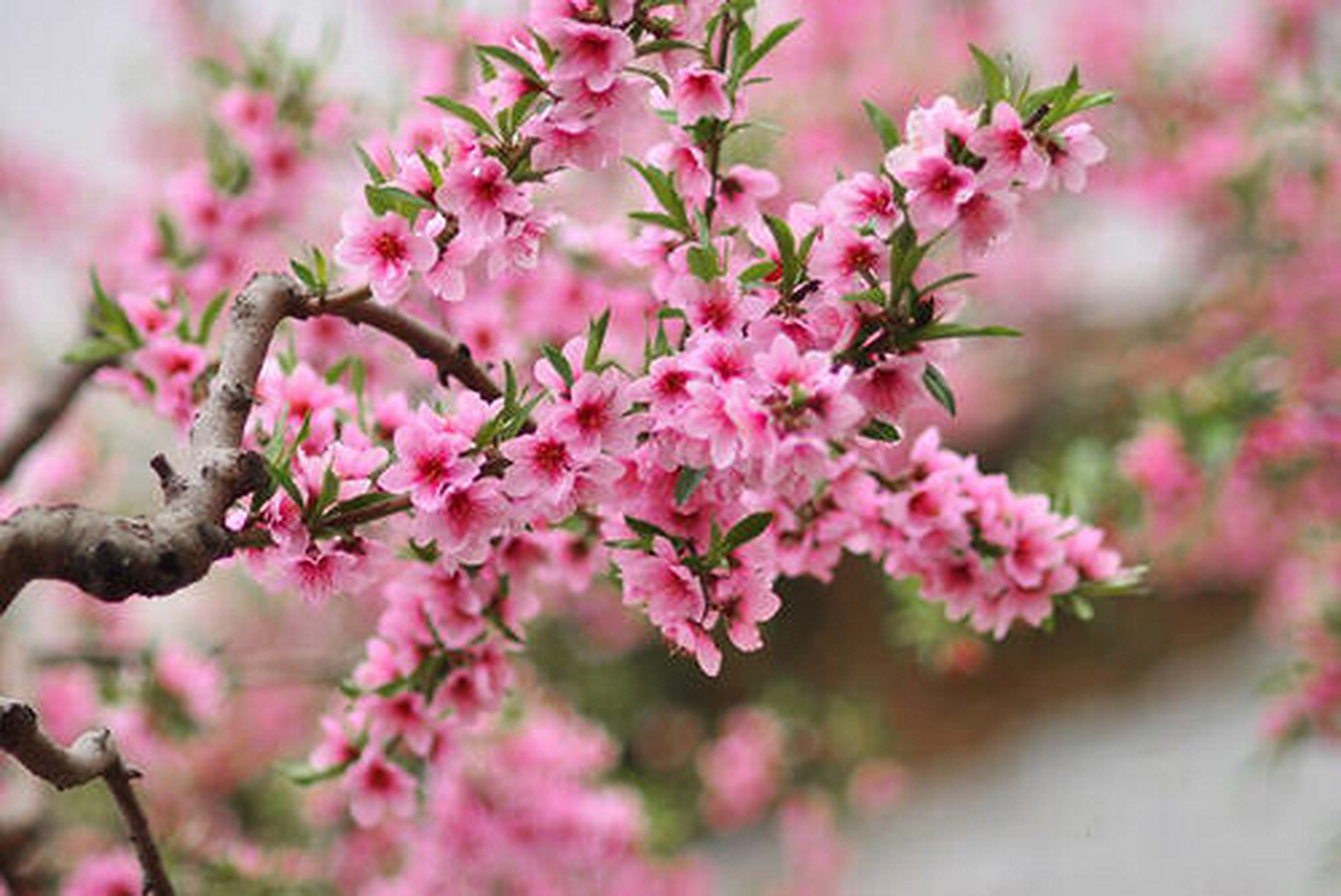 桃花 别名:粉色桃 花期:3～6 果期:6～7 英文名:peach  blossom 分类