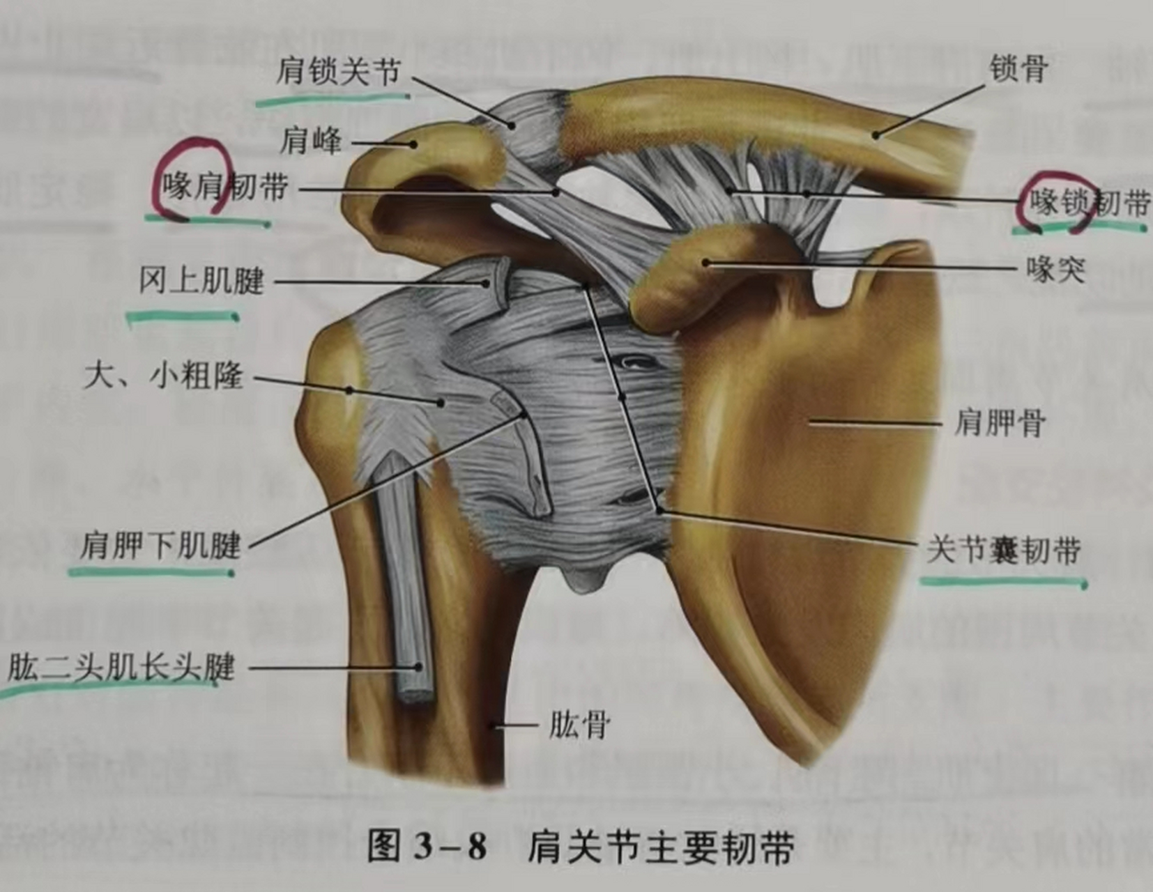 肩锁关节脱位ppt图片