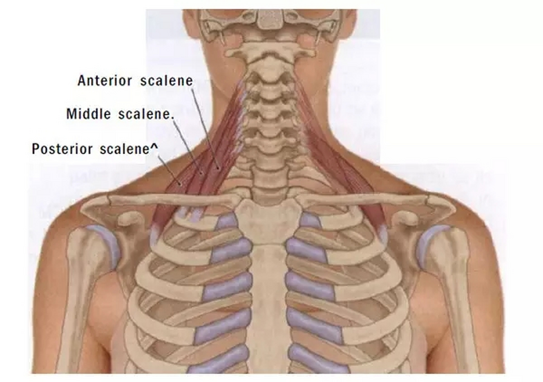 呼吸的杀手:斜角肌 今天分享一块可能会影响到呼吸的重要肌肉,就是