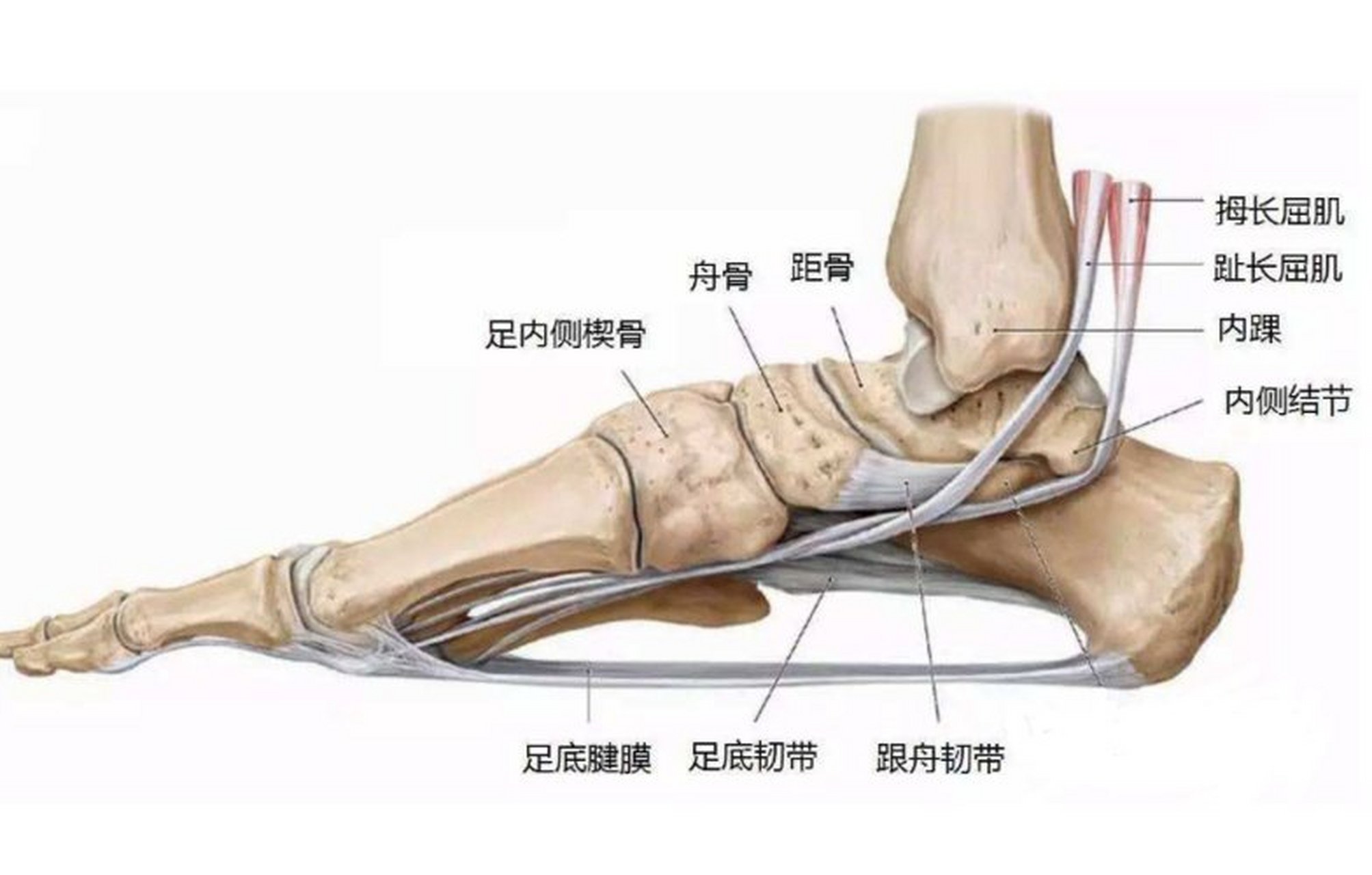 腿窝的位置示意图图片