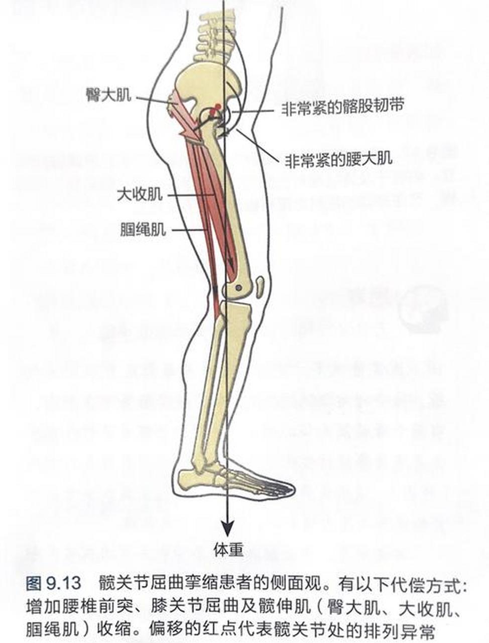 髋关节屈伸运动图解图片