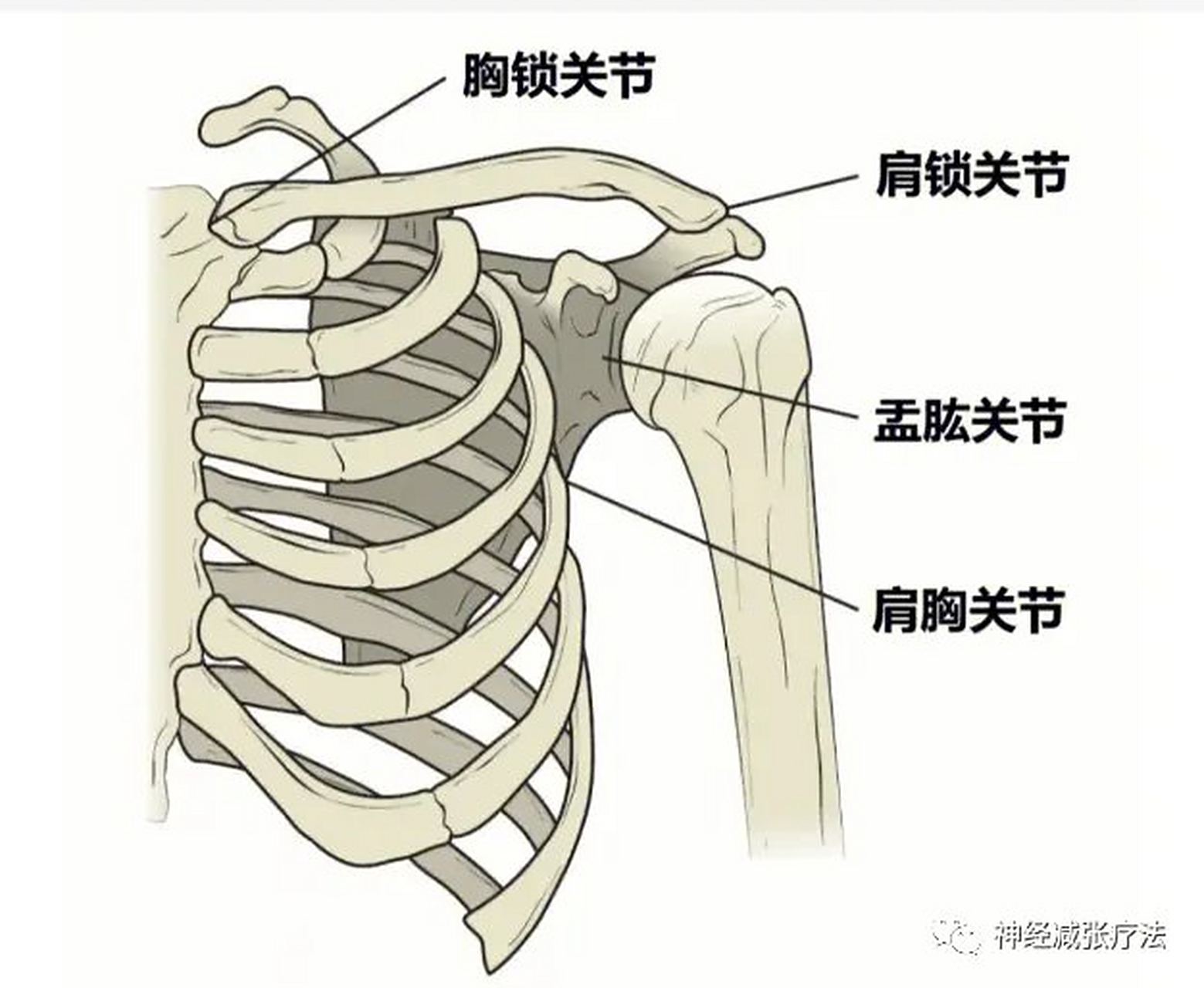 肩痛常用处理总结 (1)常规肩痛: 喙突的内上方 外侧,肩胛下窝,盂下