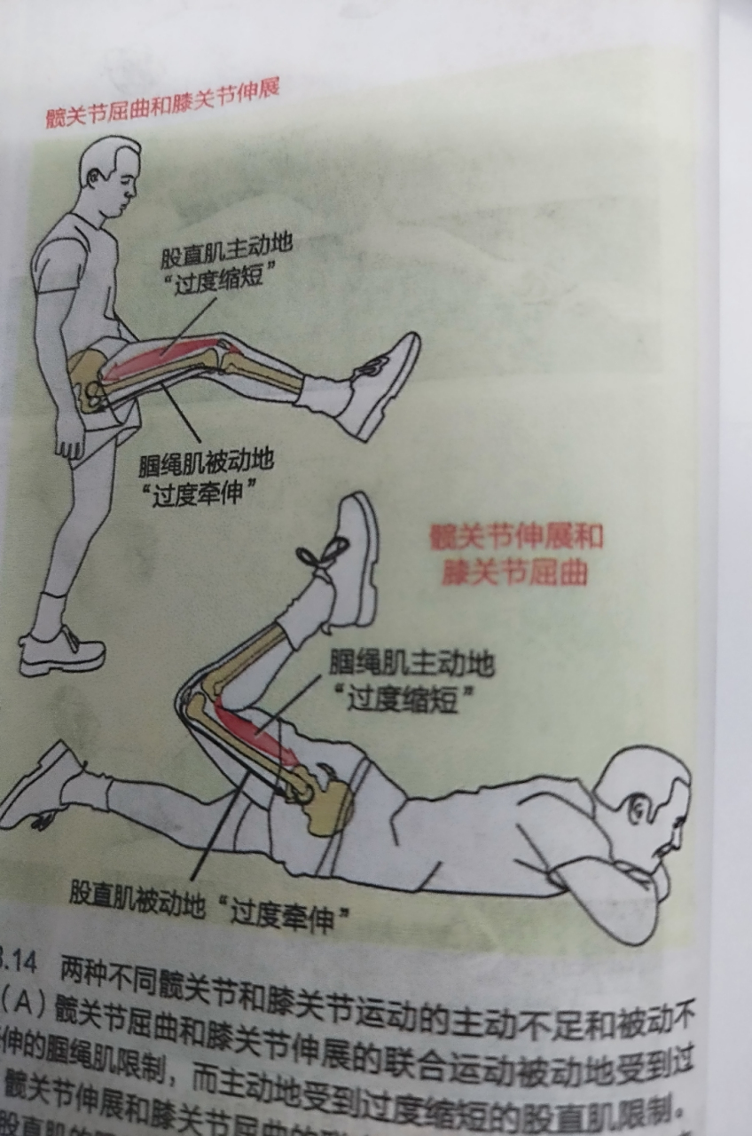 主动不足与被动不足: 由于跨多个关节的多关节肌会