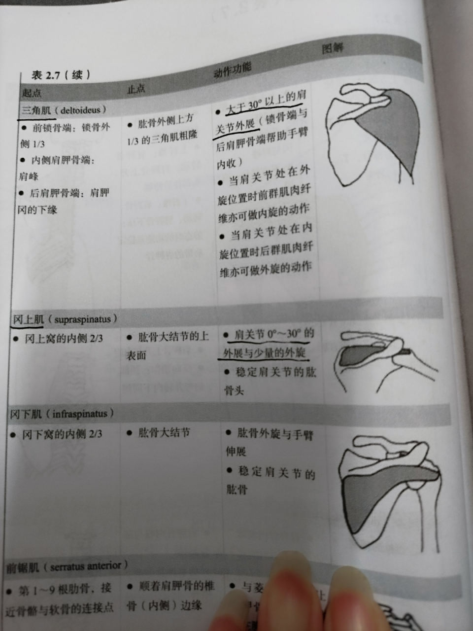 肩肱节律图片