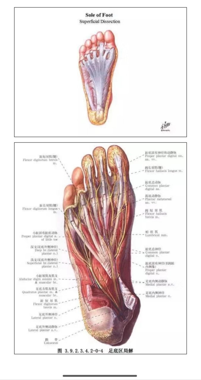 在现今大多数人的认知里,足底筋膜炎几乎等于是脚底痛的代名词,因此
