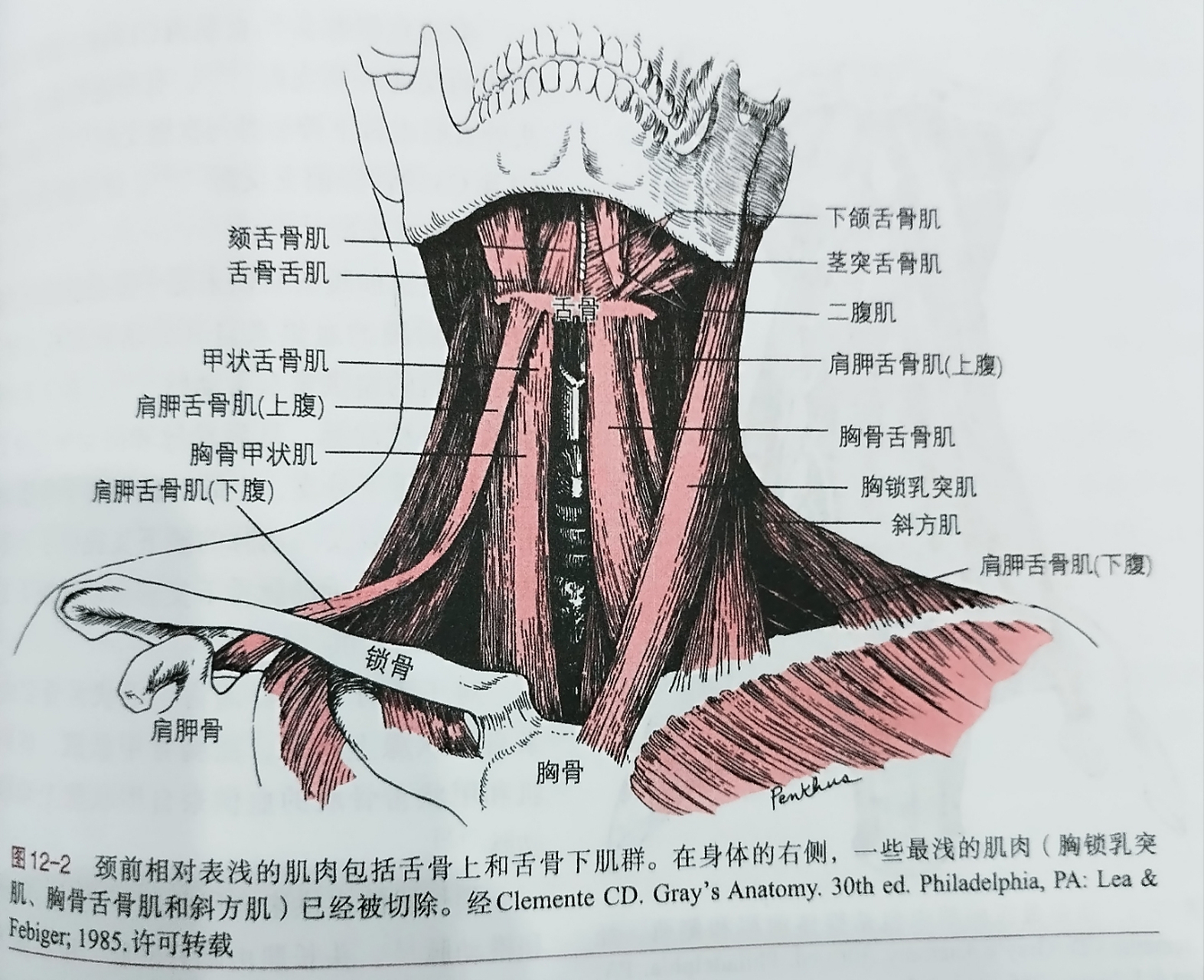二腹肌和颈前肌群介绍: 颈前肌肉组织是一组动态维持颈部稳定,参与