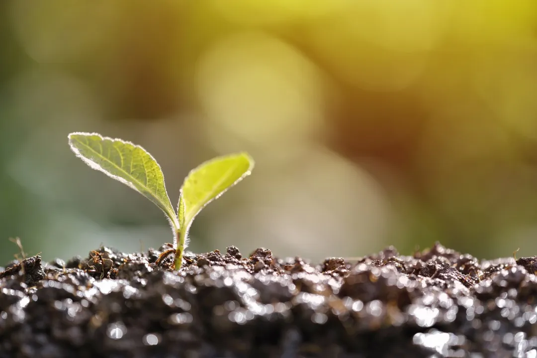 让我们也摈弃一切烦恼,埋下理想的种子,就像这颗嫩芽一样,破土而出
