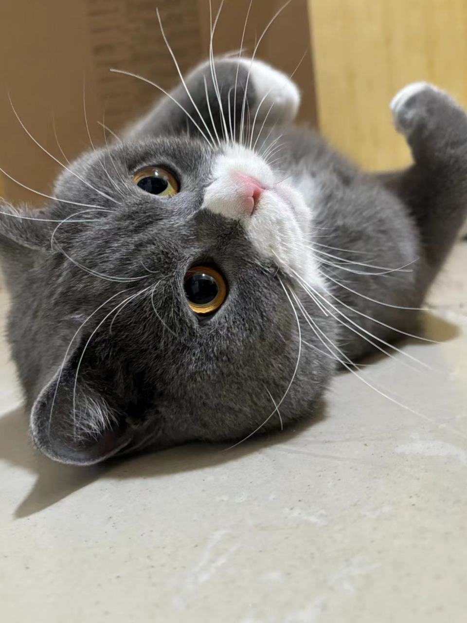 你们公司过年发了啥#小肥猫