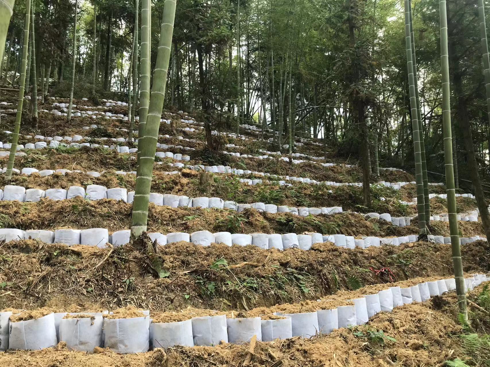 浙江三叶青种植基地图片