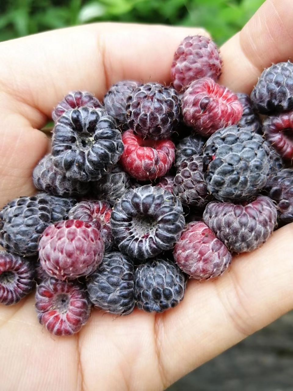 存在记忆中的美食# 【采摘野生的"鸡屎泡",瞬间勾起了儿时的回忆】