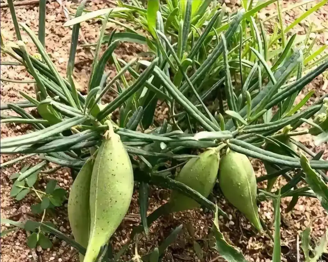 野生龙门草图片图片