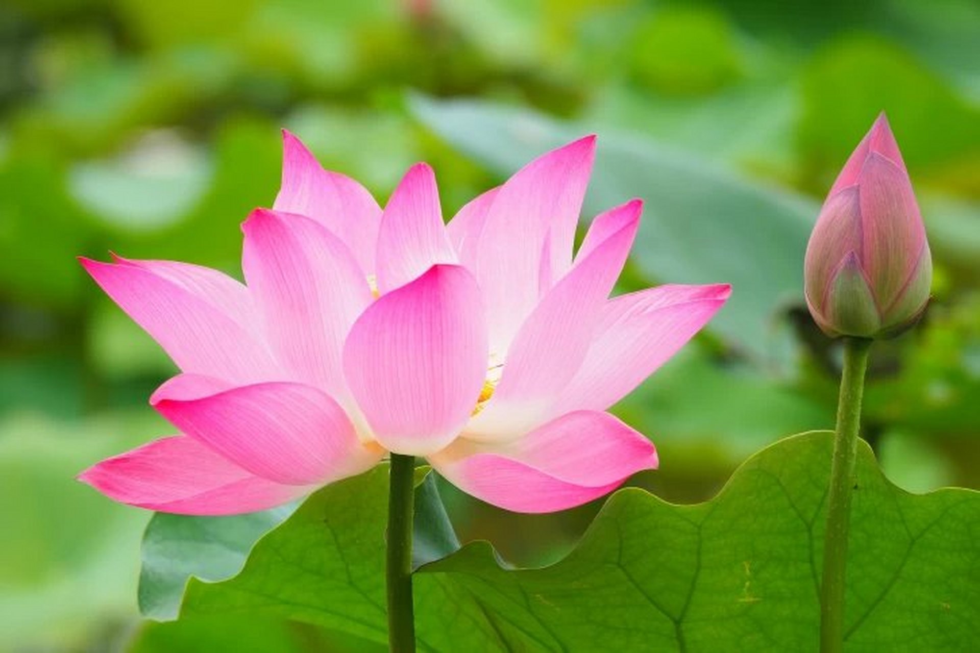 四,莲花  莲花出污泥而不染,在道教,佛教里都属于神圣的象征,而玄学里