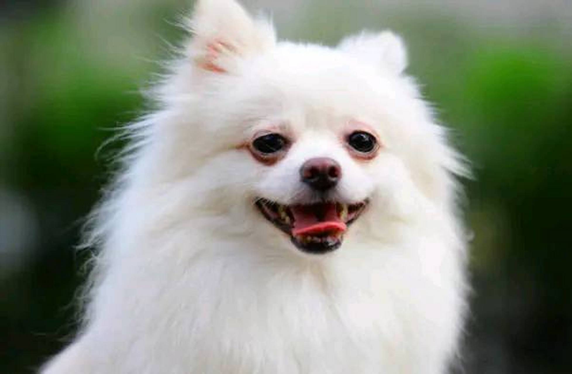 生肖狗要注意,2021年你的靠山来了,来看看你的贵人是谁?