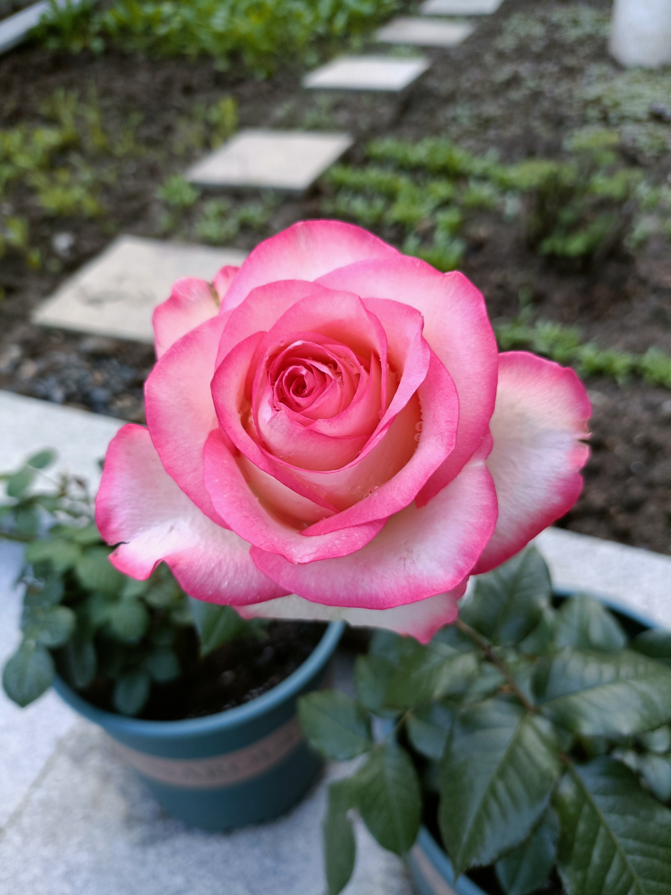 这月季是什么品种,买的苏北老桩,卖家说叫鱼人,可是网上搜根本没有