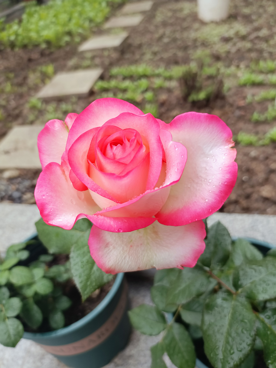 这月季是什么品种,买的苏北老桩,卖家说叫鱼人,可是网上搜根本没有