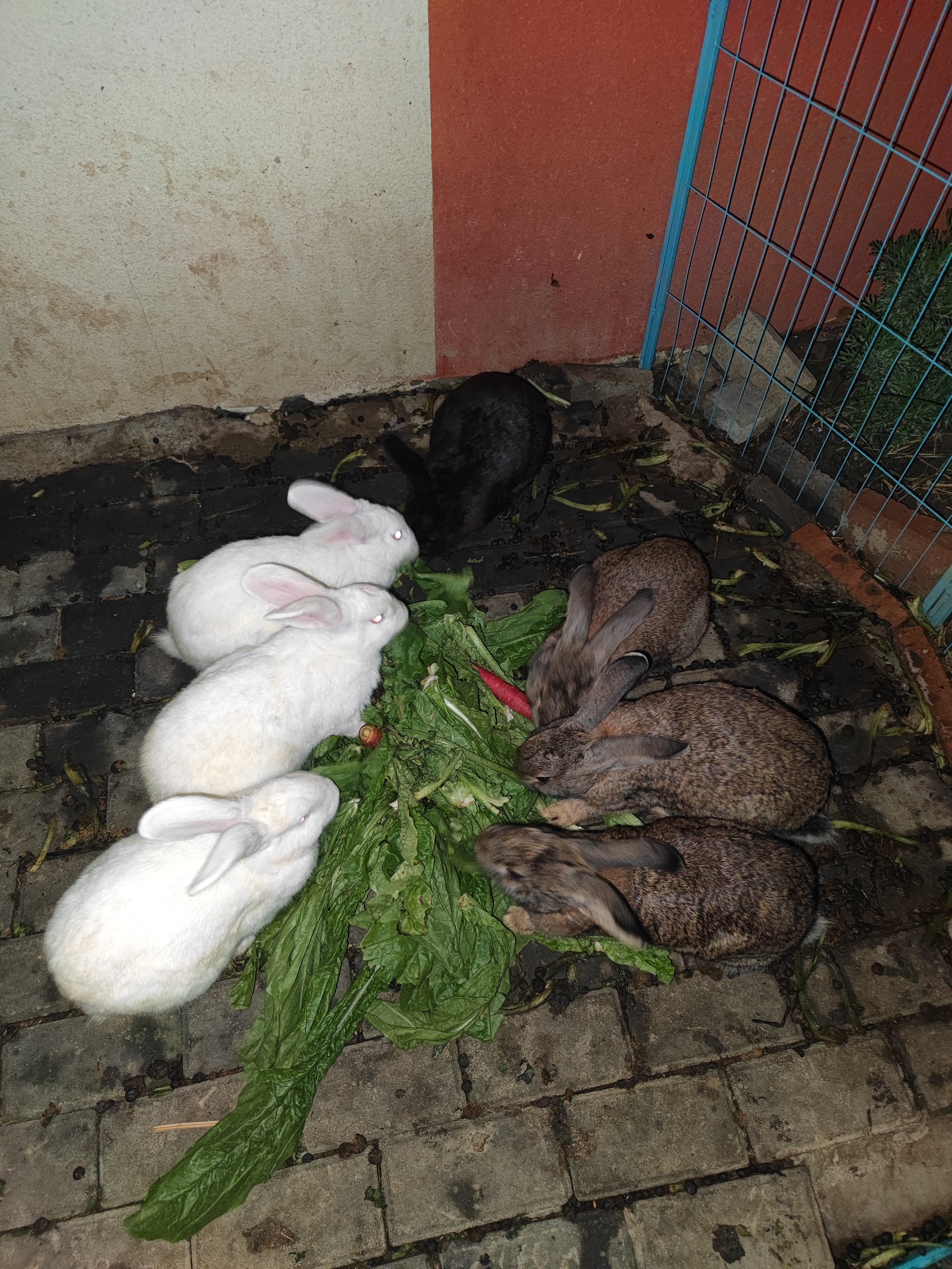 三只白兔如雪般纯净,两只灰兔则如同深林中的精灵.