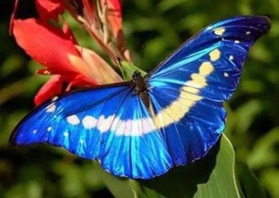 世界上最美的蝴蝶还有蓝闪蝶,光明女神闪蝶,红颈凤蝶,非洲帝王蝶,皇蛾