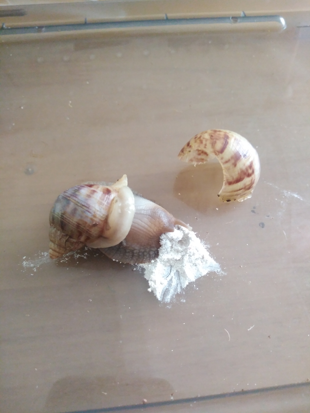 蜗牛壳大面积脱落,求助专业人士,求求了🙏,整个螺旋层都掉了,[悲伤]