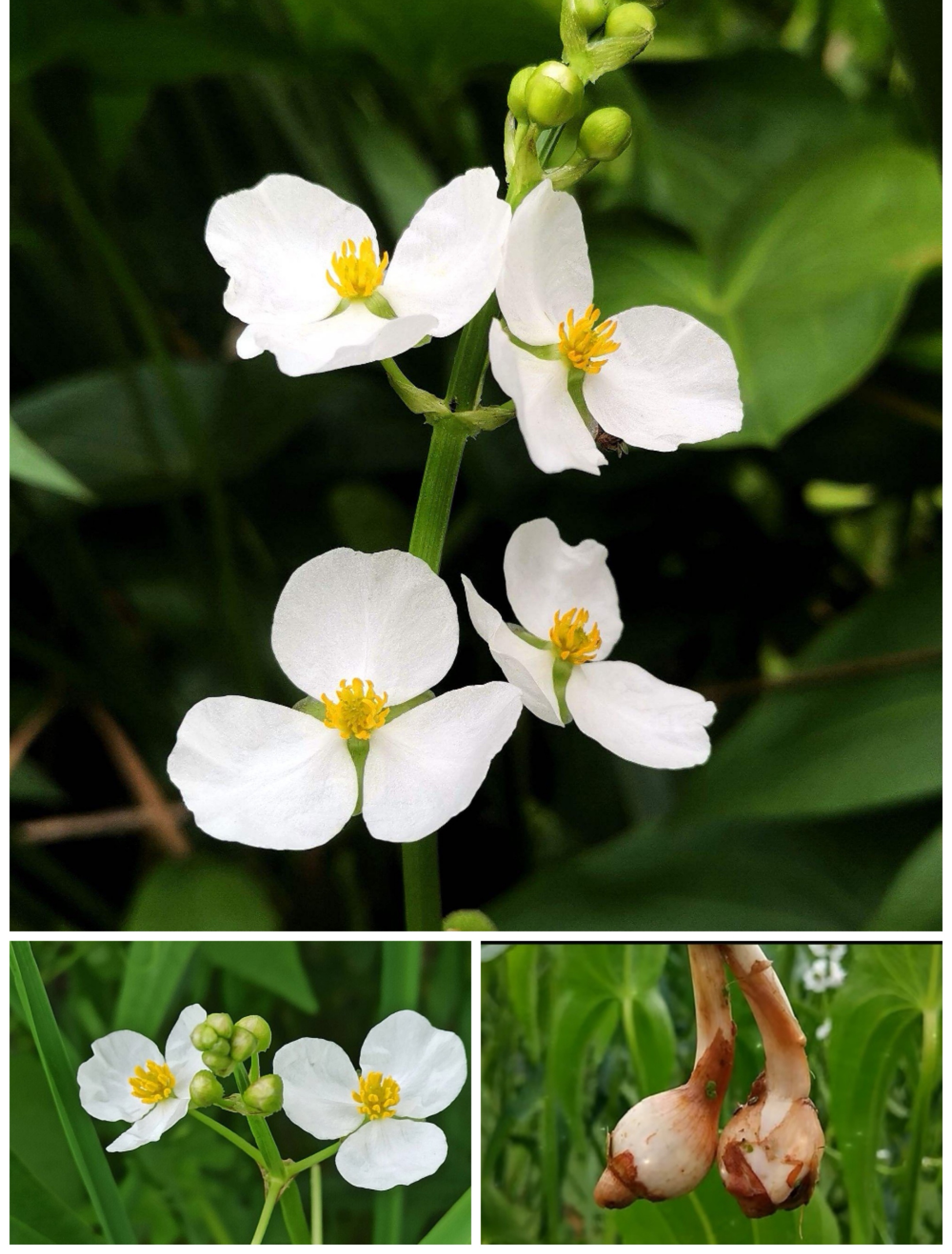 【野茨菇】 水生叶碧花色白, 茨菇烹炒香灶台.