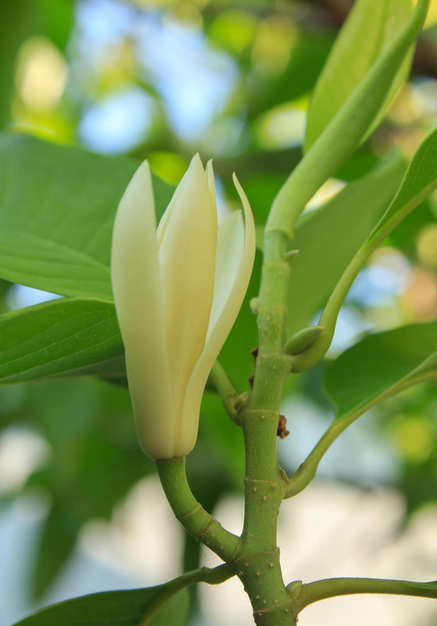 夜露凝香风暗度, 半开素影月微残