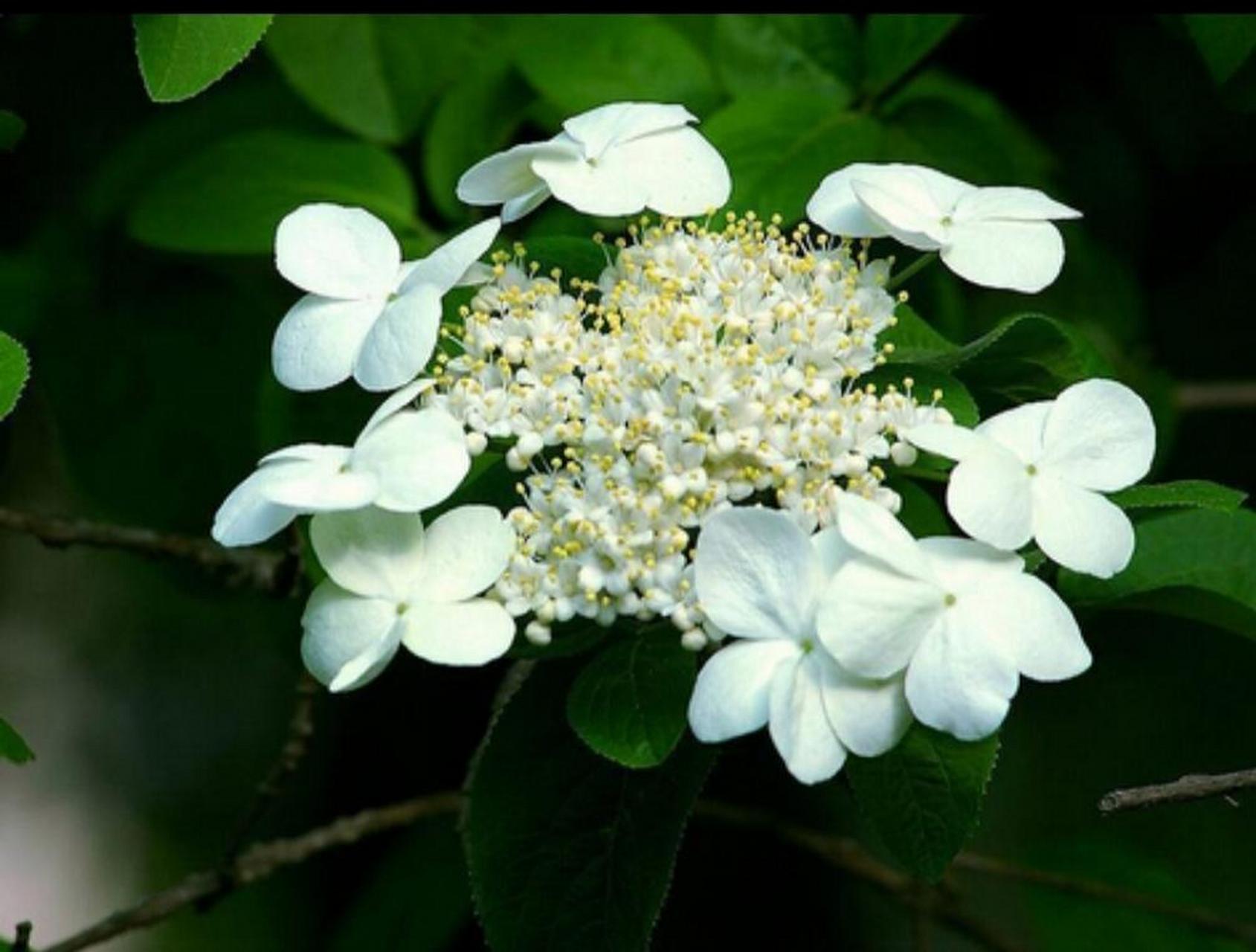 【琼花】(别名聚八仙,扬州市市花) 遍赏群芳春到秋, 一遇此花辞藻休.