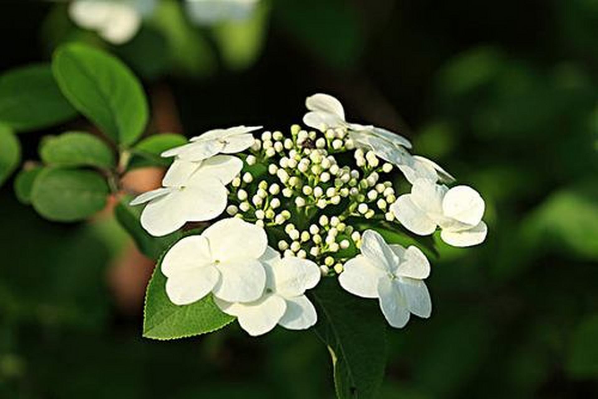 【琼花】(别名聚八仙,扬州市市花) 遍赏群芳春到秋, 一遇此花辞藻休.