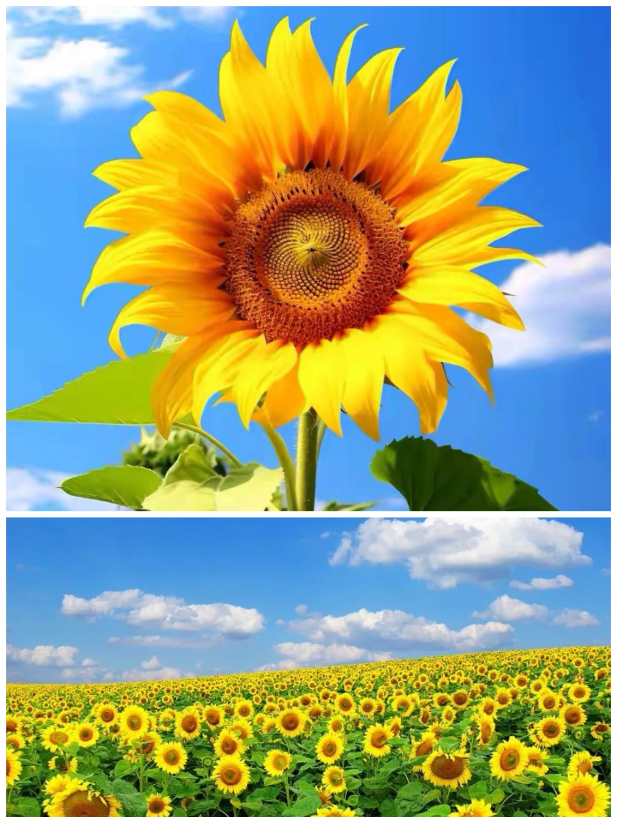 早朝东方晚朝西, 向阳初心不可移