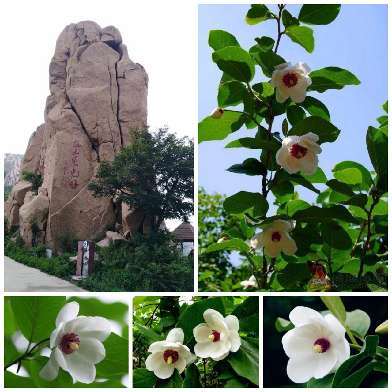 【天女木兰花】(本溪市市花) 天女思凡落人间, 携来木兰种祖山.