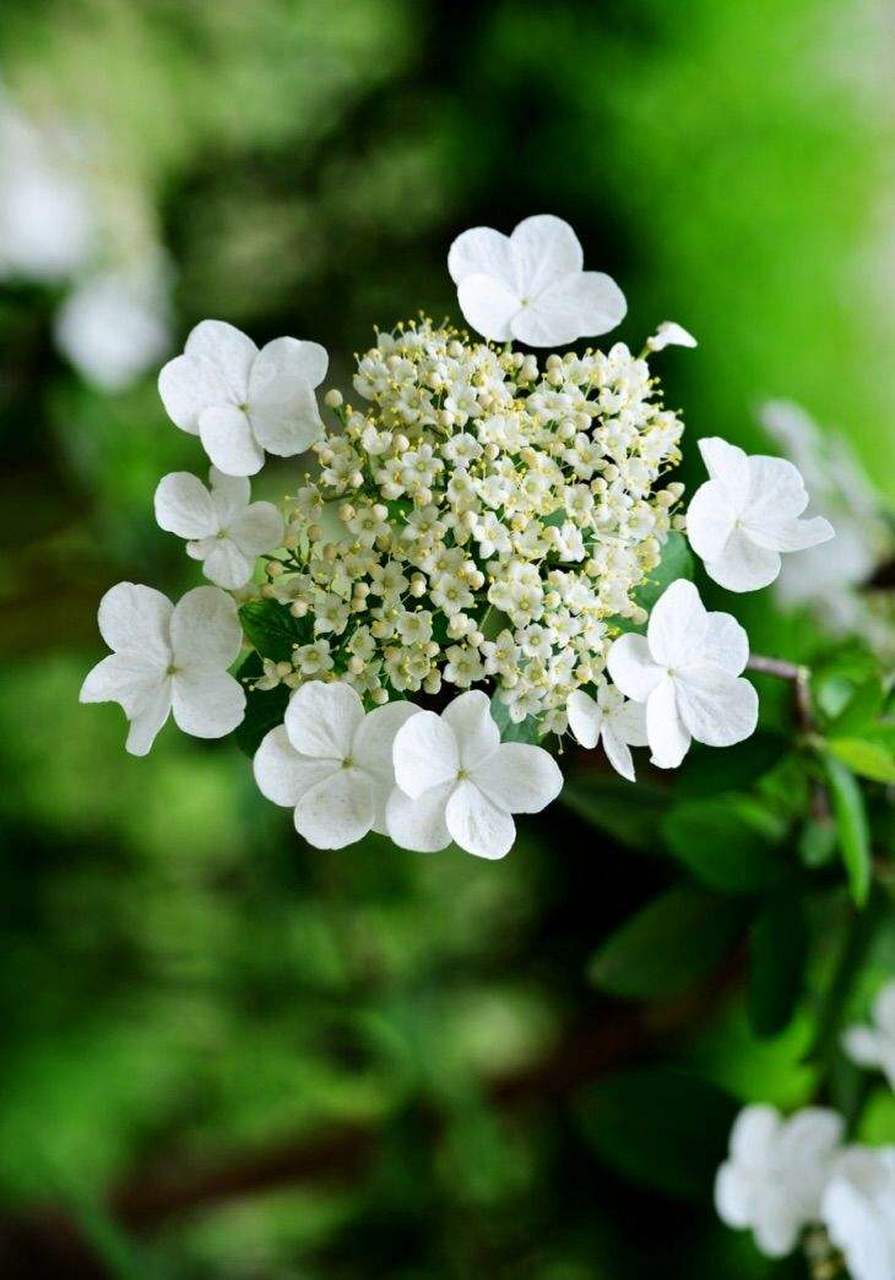 【琼花】(别名聚八仙,扬州市市花) 遍赏群芳春到秋, 一遇此花辞藻休.