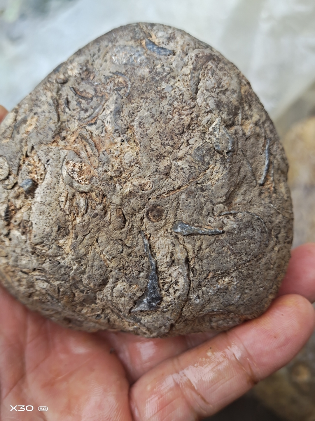 几亿年珊瑚虫 ,虫卵化石,贝壳化石