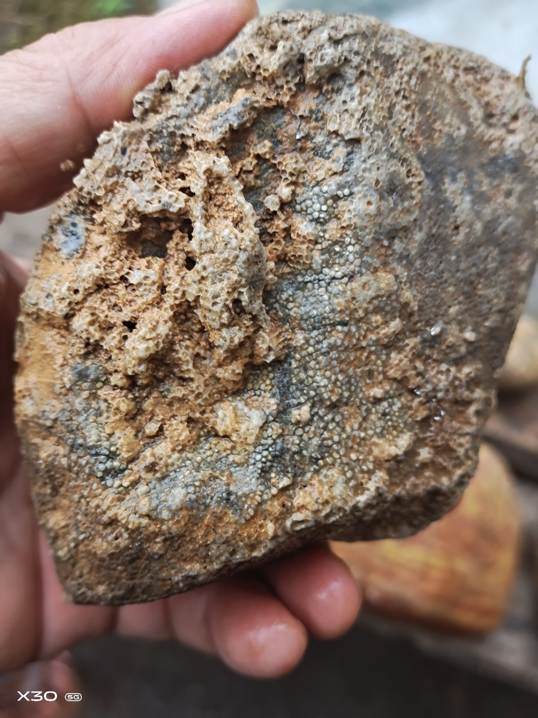 几亿年珊瑚虫 ,虫卵化石,贝壳化石