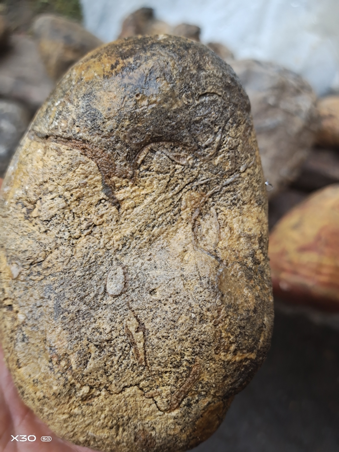 几亿年珊瑚虫 ,虫卵化石,贝壳化石