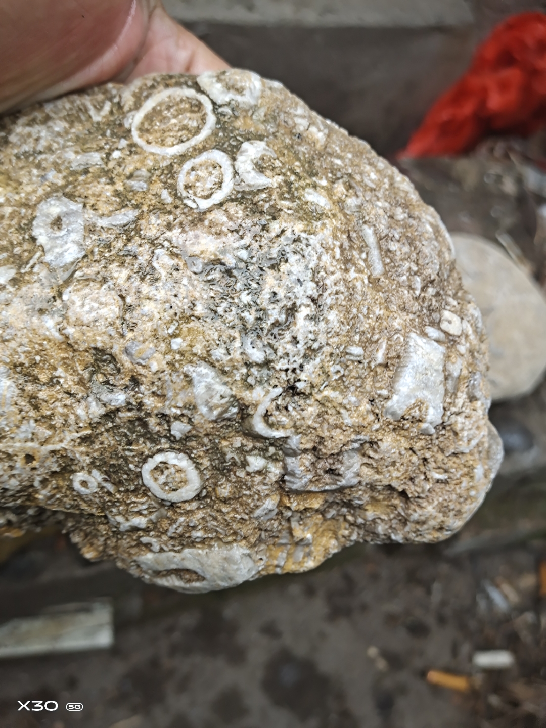 河边捡的,几亿年化石,虫