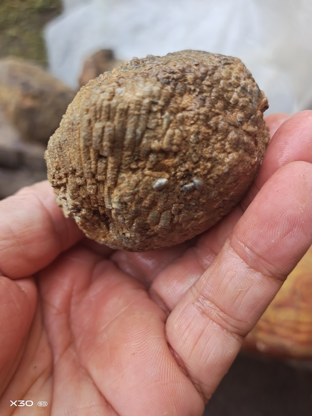 几亿年珊瑚虫 ,虫卵化石,贝壳化石