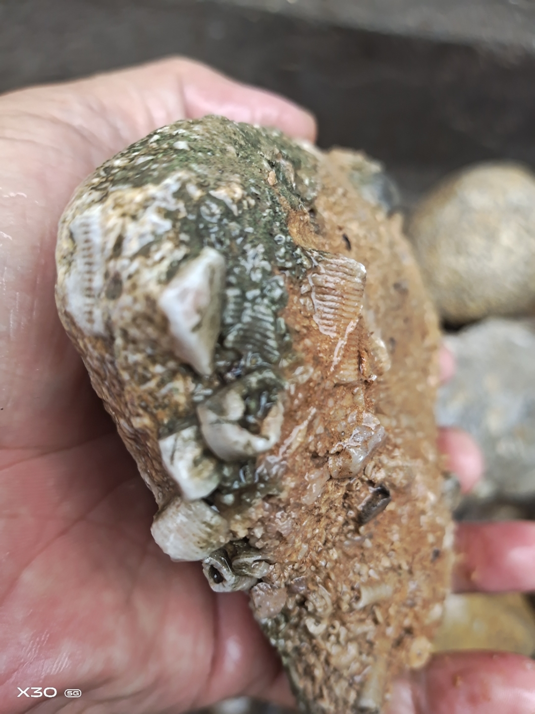河边捡的,几亿年化石,虫