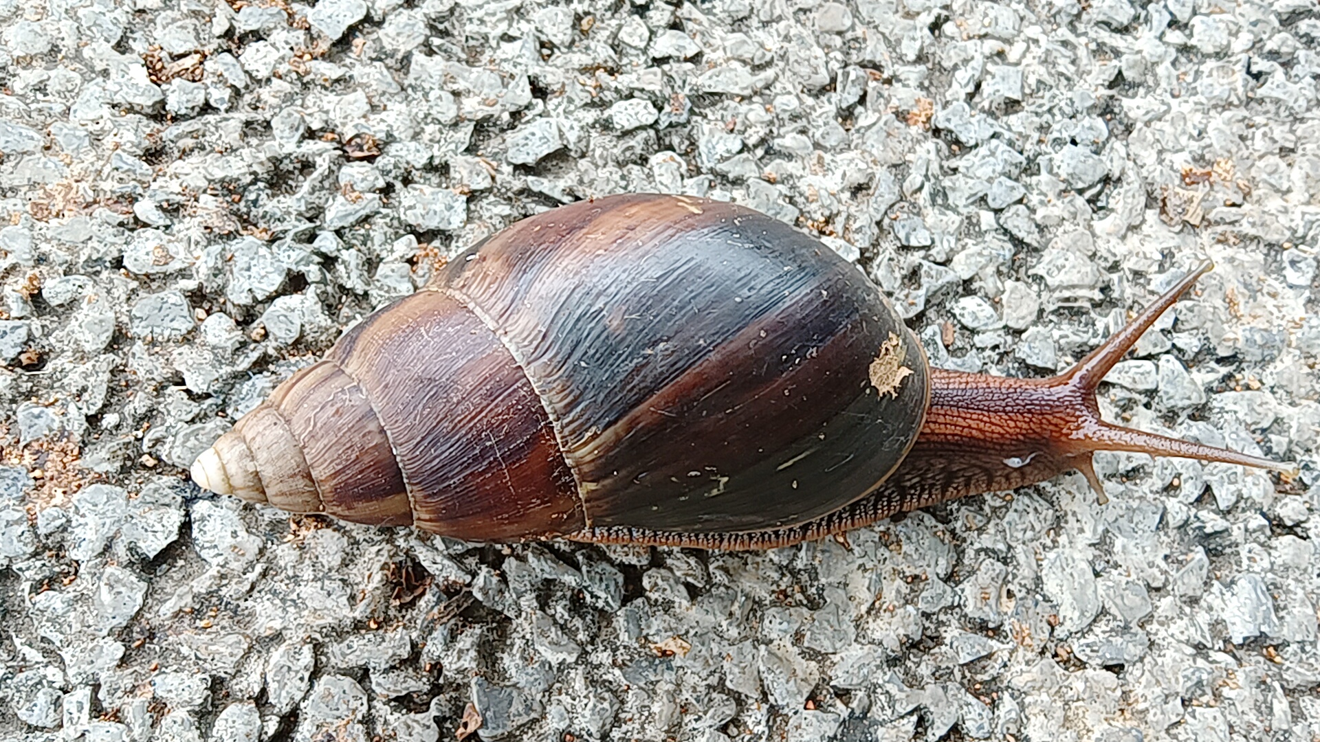今天在路边上发现这个神秘生物,螺旋形的外壳,触角尖尖,这是新的未知