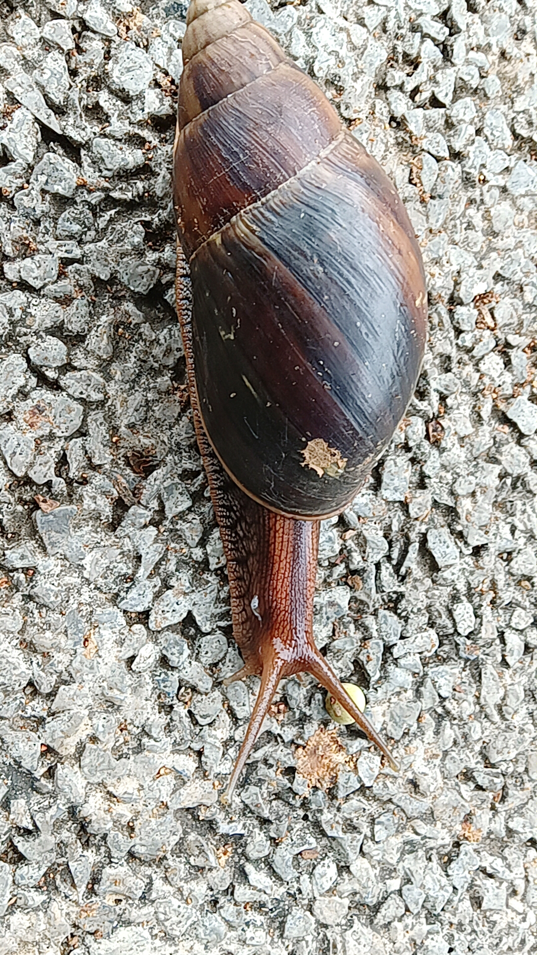 今天在路边上发现这个神秘生物,螺旋形的外壳,触角尖尖,这是新的未知