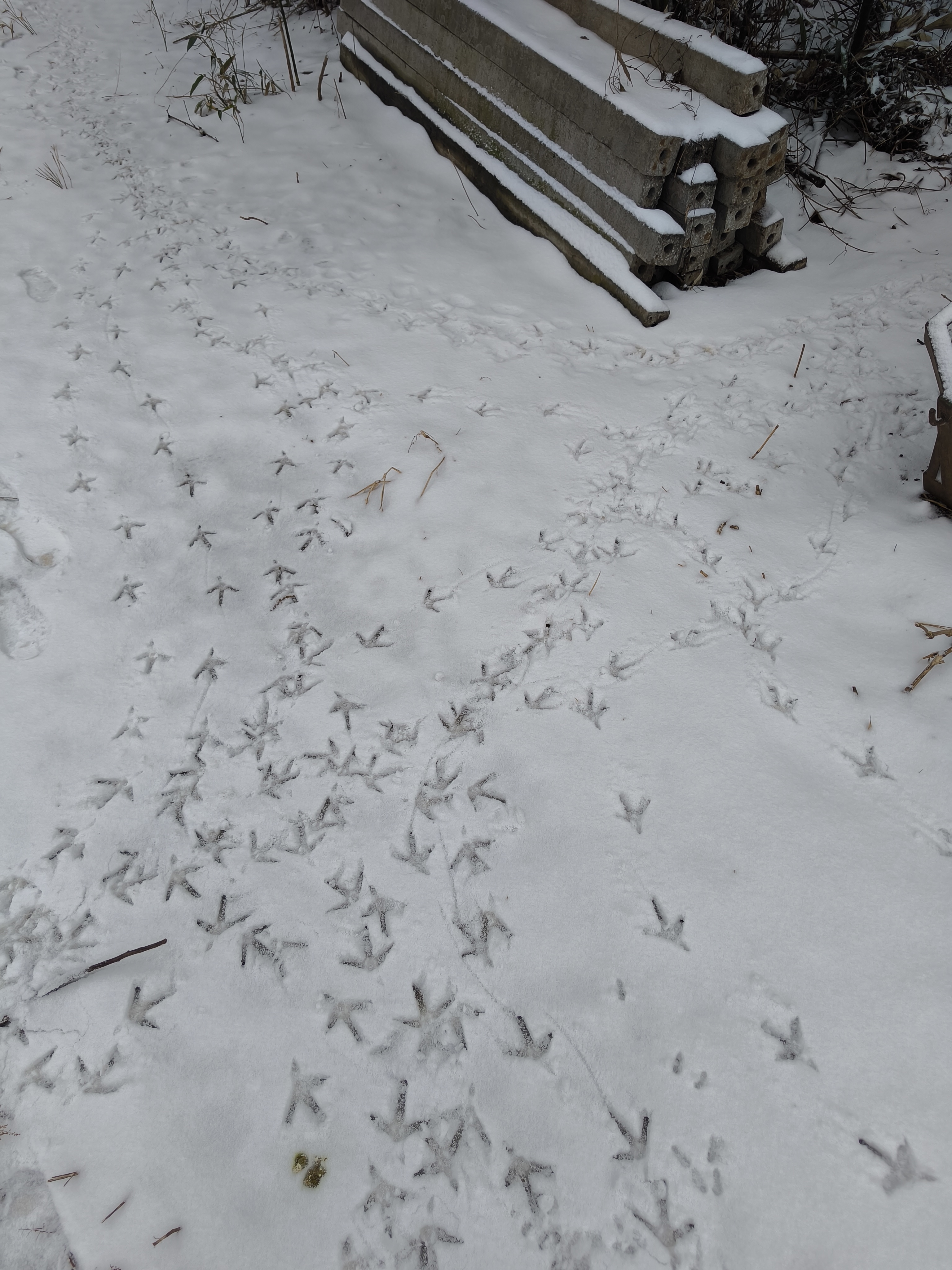 白雪皑皑,鸡行其上,留下一串串脚印,这样的画面该怎么描述呢?