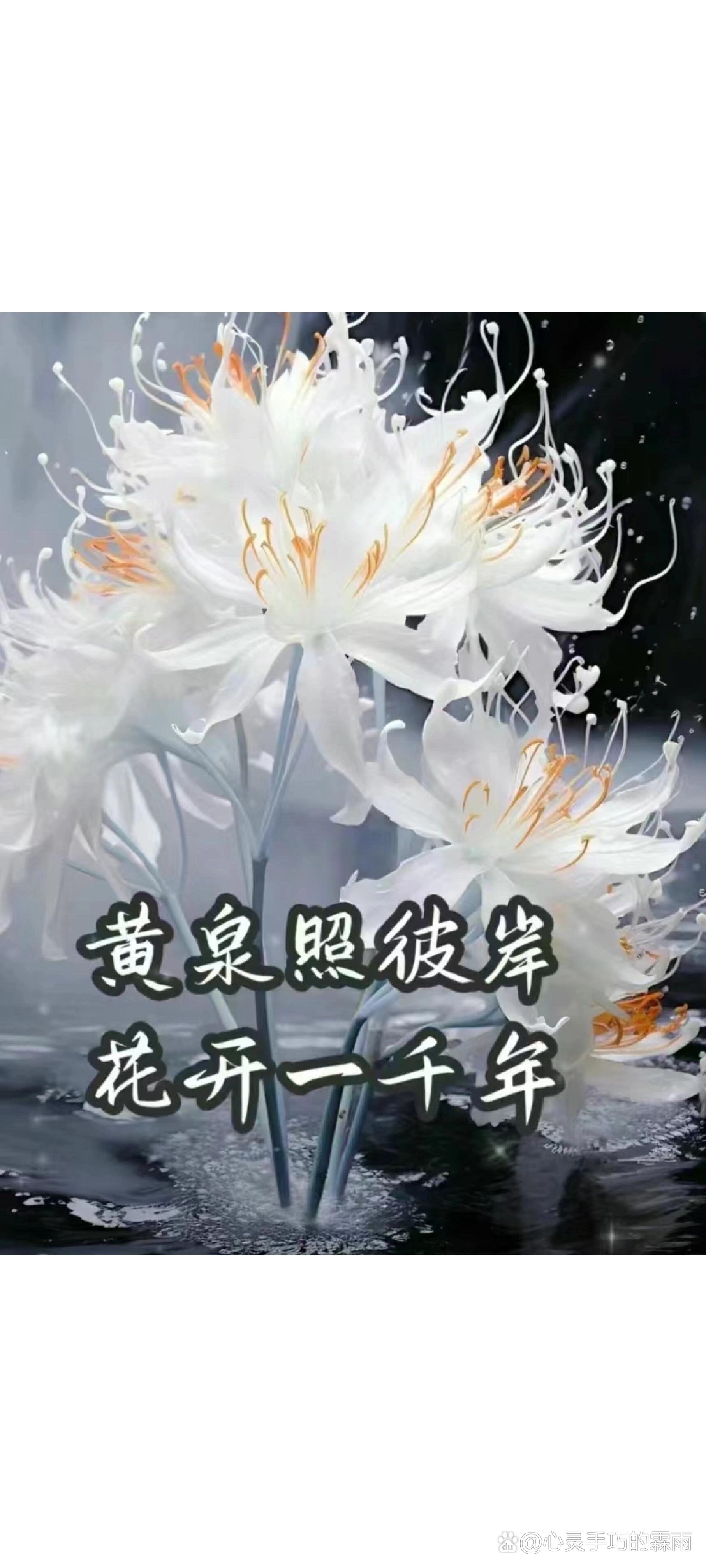 彼岸花的真正花语