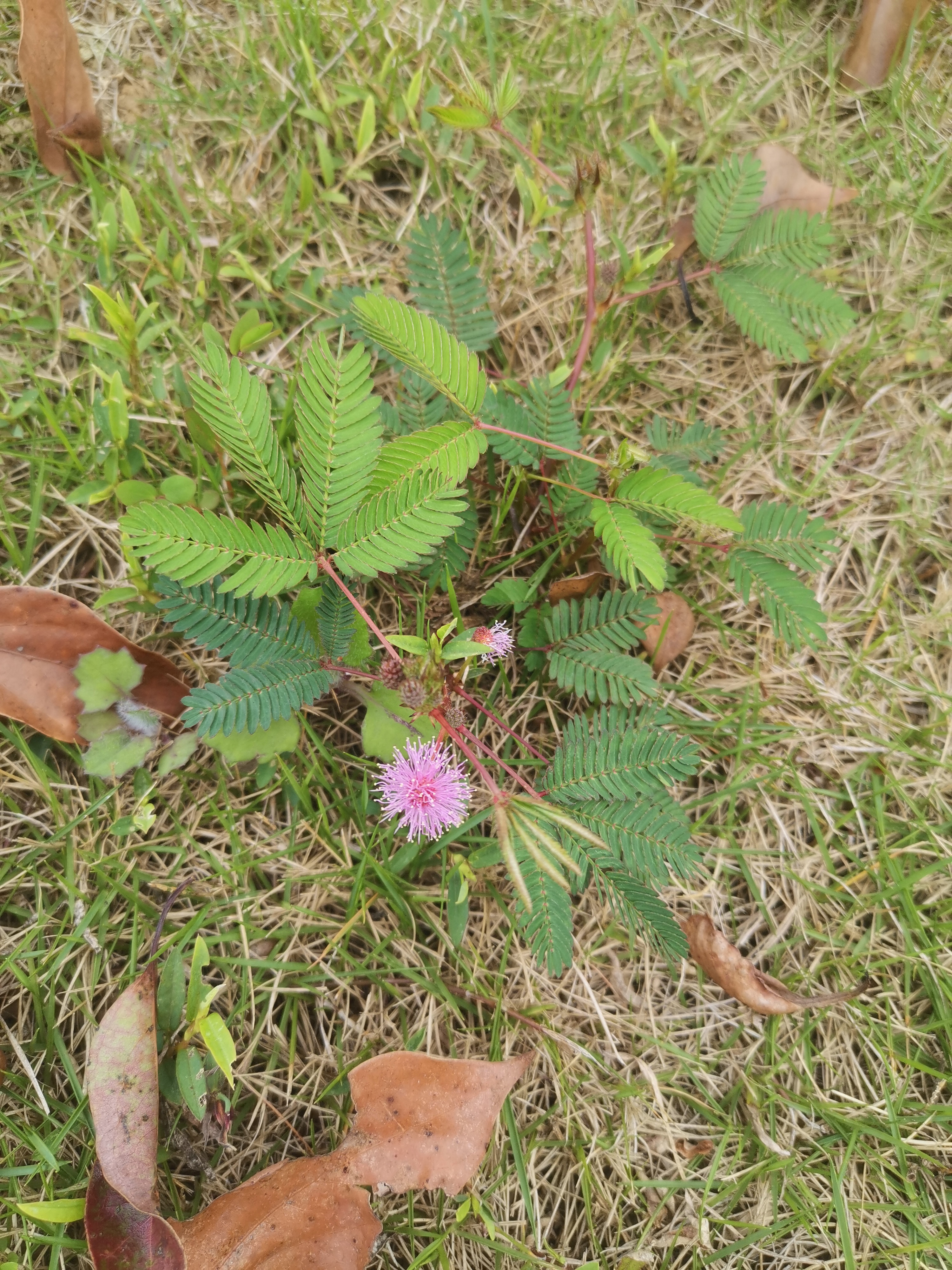 含羞草花精灵王图片