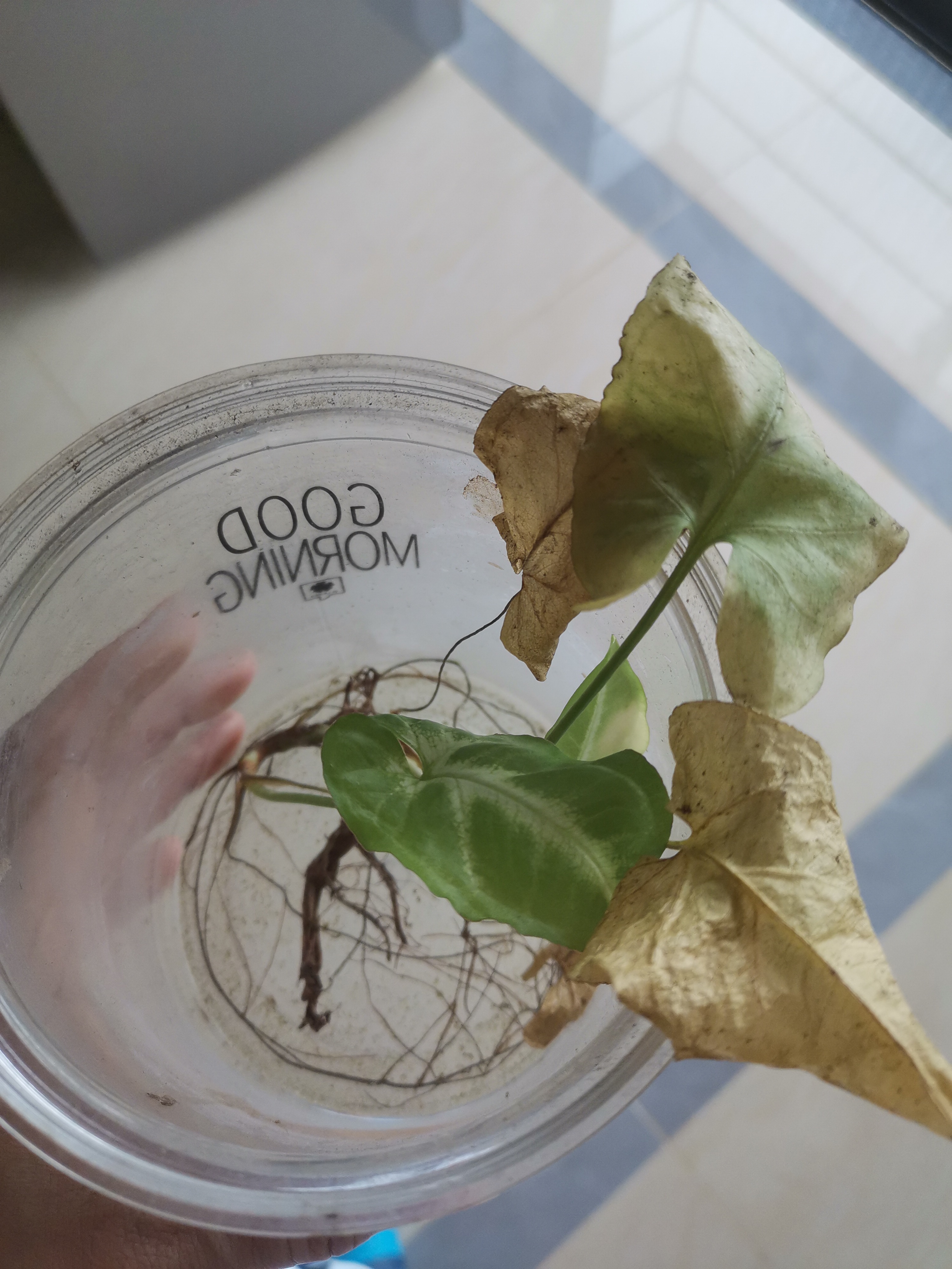 绿萝快枯萎了,有什么办法让它绿油油?