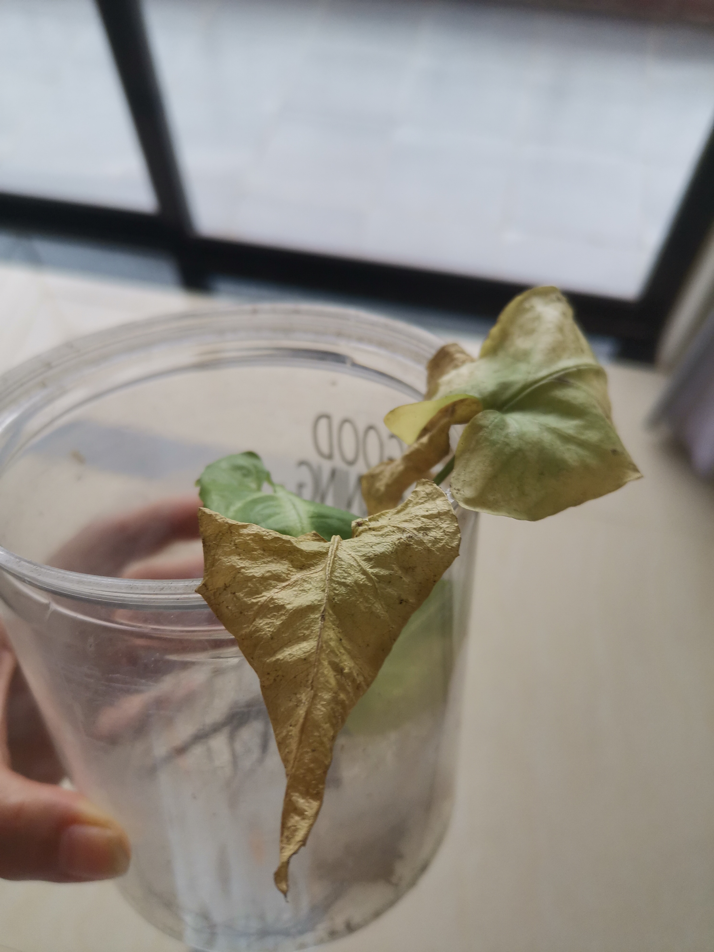 绿萝快枯萎了,有什么办法让它绿油油?