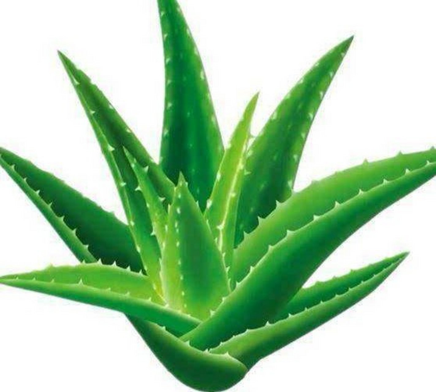 芦荟又称油葱,日本人叫"万能药",韩国人教"沉默的医生",这真是个神奇