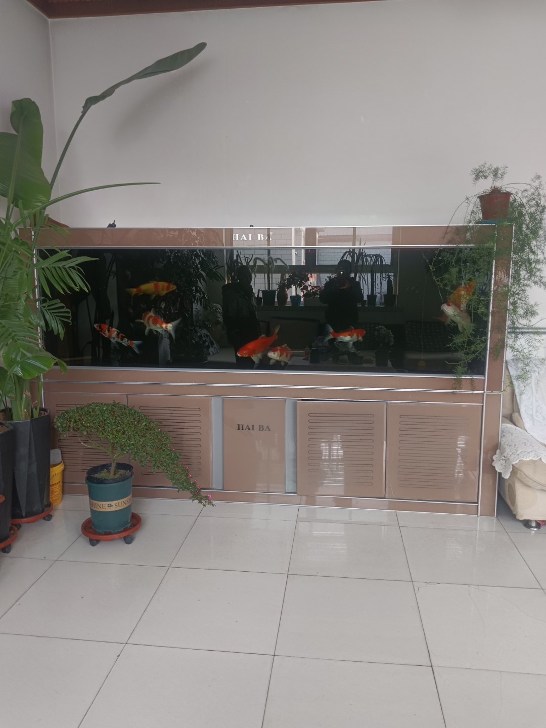 3米/0.6米海霸品牌鱼缸,所有设备都有,出,私聊