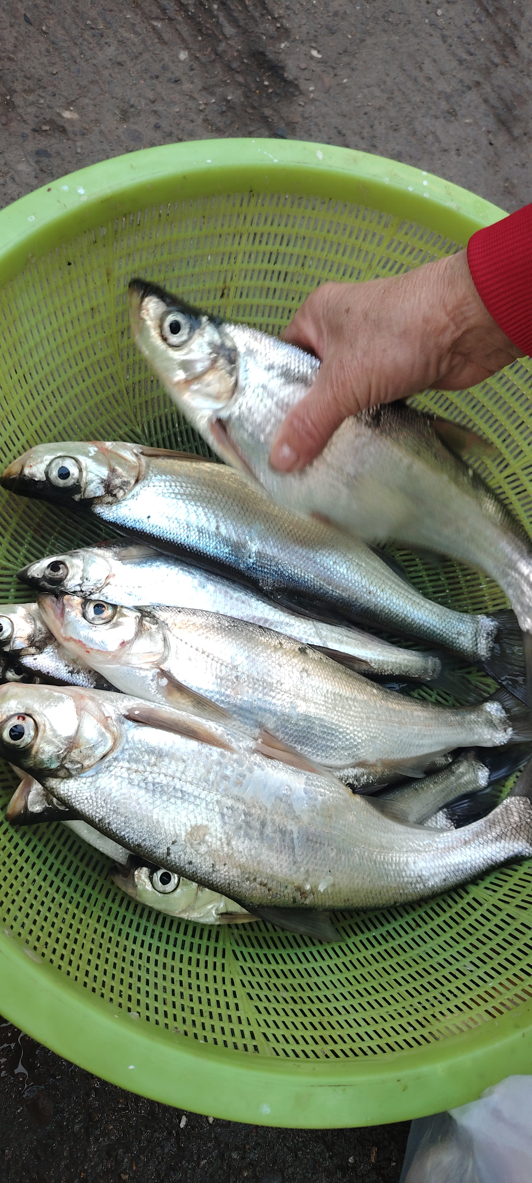 撅嘴鱼的图片翘嘴鱼真实图片翘嘴鱼图翘嘴实拍图翘嘴鱼图片大全大图