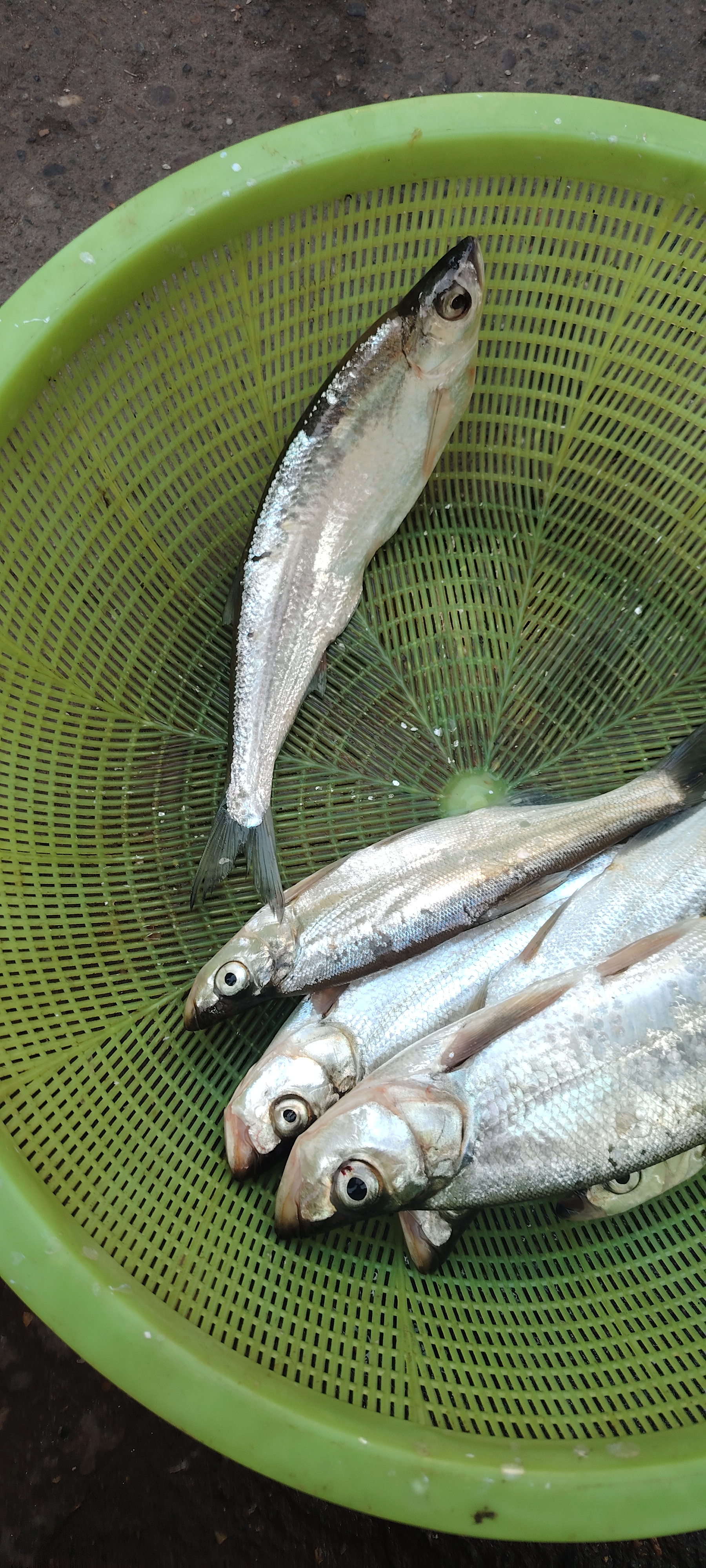 嘴鱼图片大全绿色鱼刺的鱼图银翘鱼的图片翘嘴鱼和鲫鱼哪个大翘嘴照片