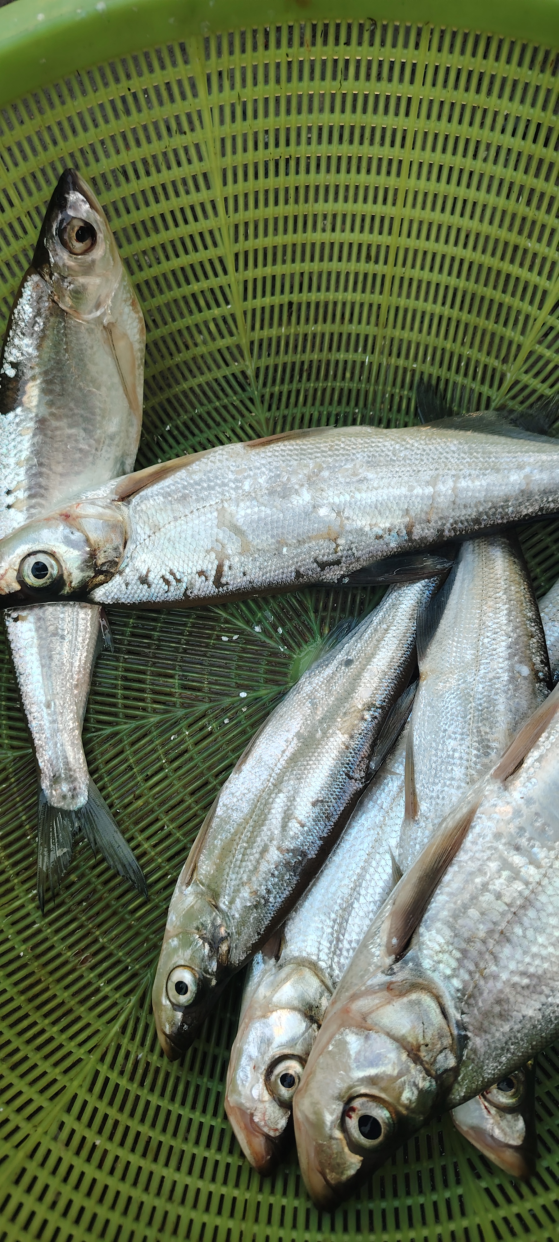 请问你们套焱计 嘴鱼翘嘴鱼图片土翘鱼图片河里面的翘嘴鱼图片大全