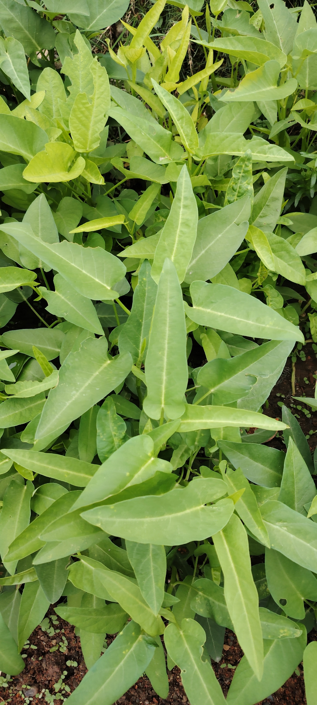 这是我婶婶种的菜地,婶婶让我扯点拿回家素炒,还说特别好吃,也不知道