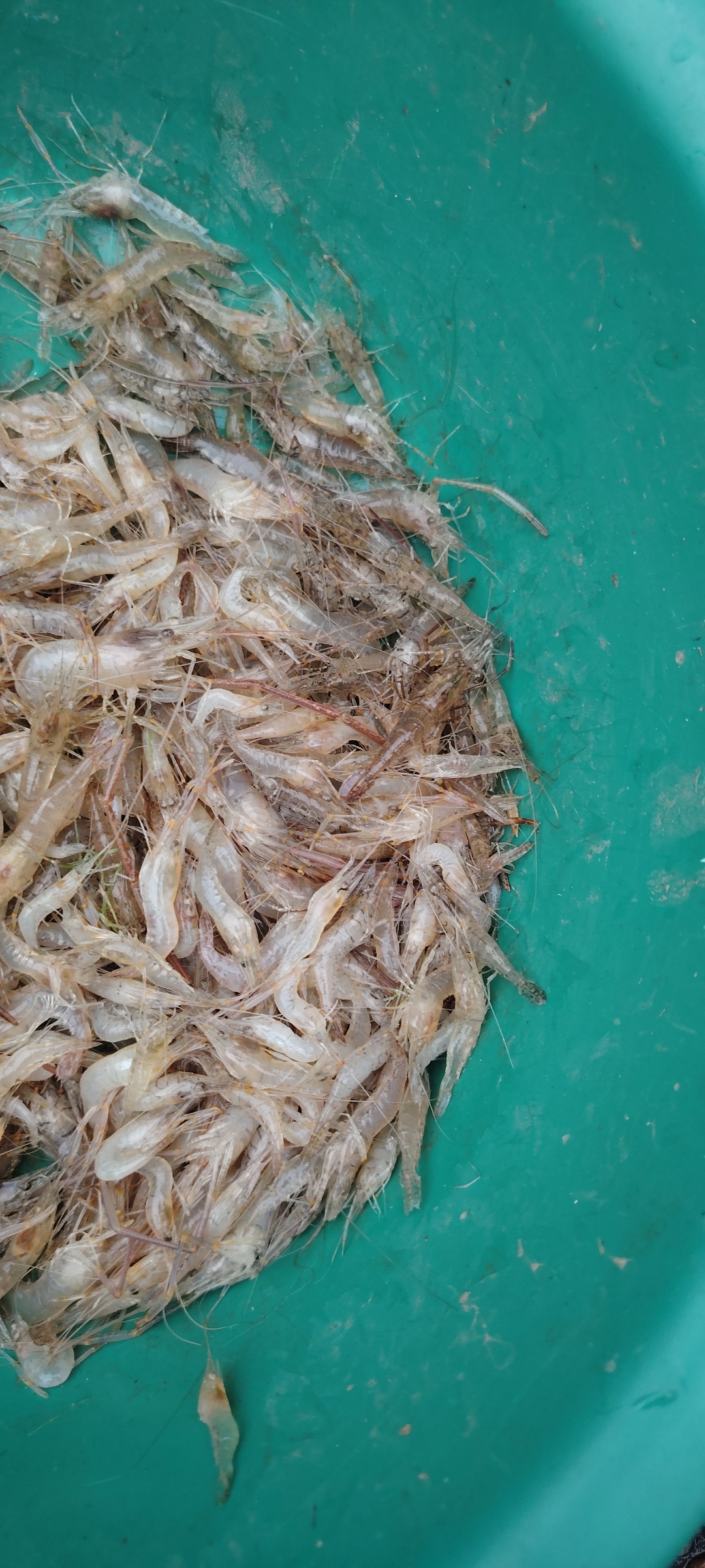 这个野生小河虾我们这里五十块钱一斤,你们那里又卖多少钱一斤呢?